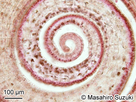 ウミウチワ Padina arborescens